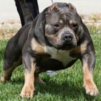 Photo of the dog