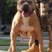 Photo of the dog