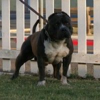 Photo of the dog