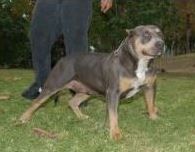 Photo of the dog