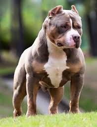 Photo of the dog