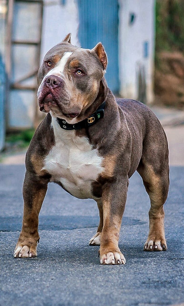 Photo of the dog