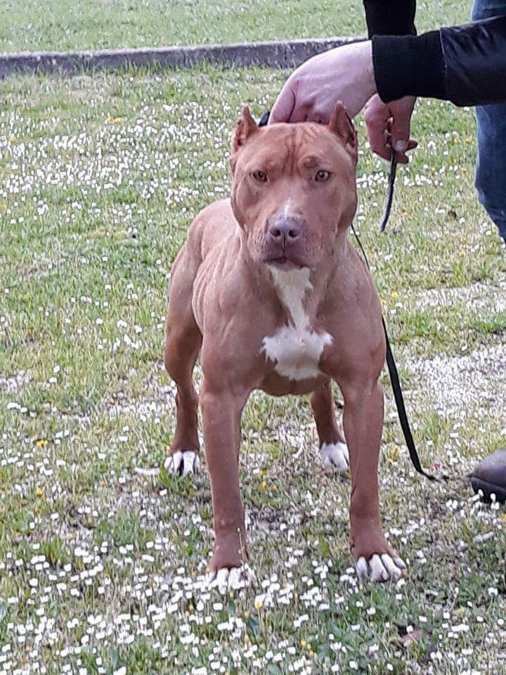 Photo of the dog