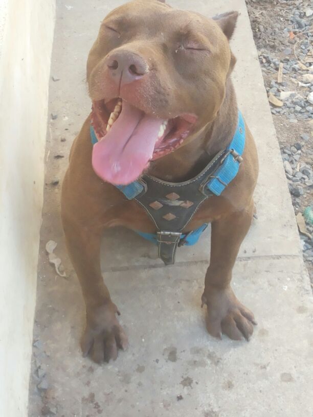 Photo of the dog