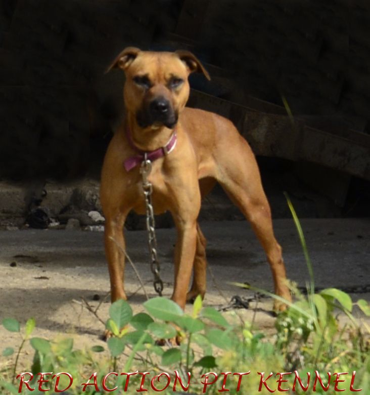 Photo of the dog