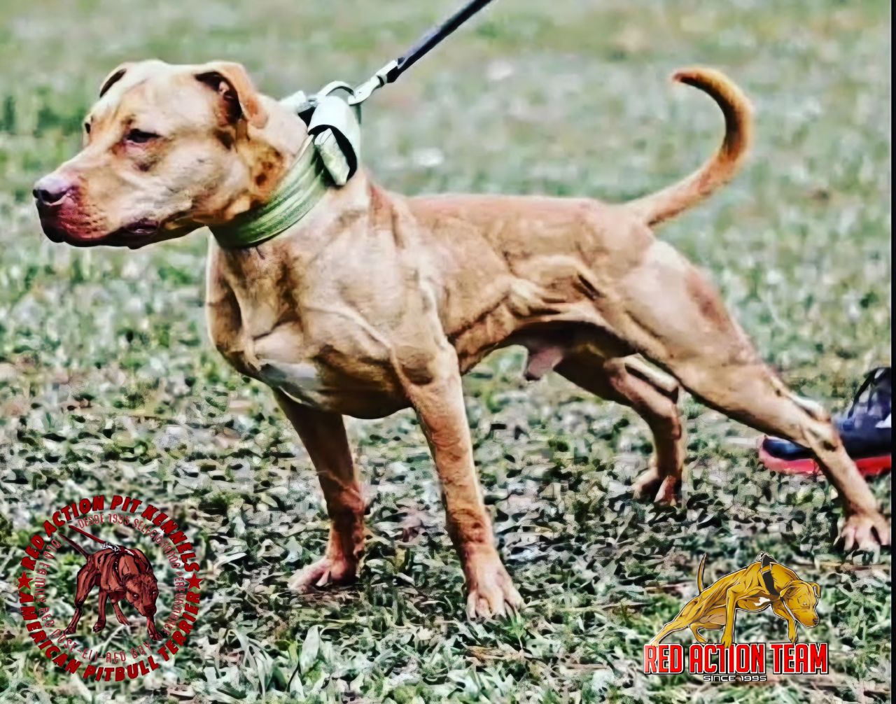 Photo of the dog