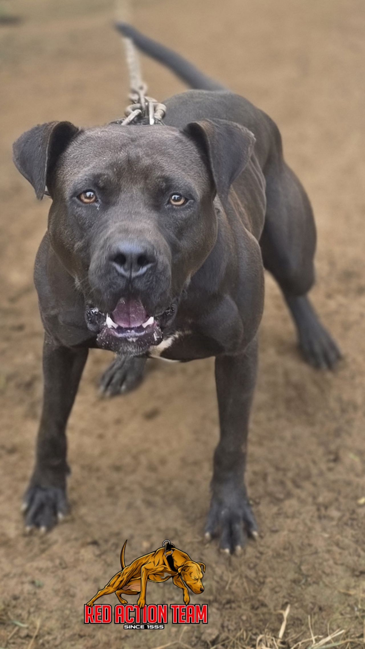 Photo of the dog