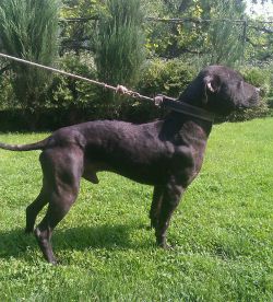 Photo of the dog