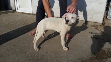 Photo of the dog