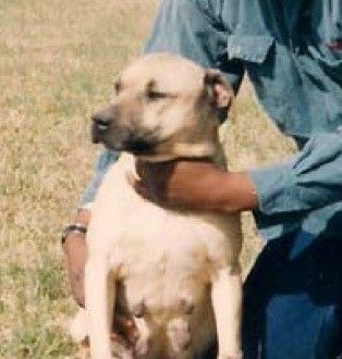 Photo of the dog