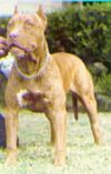 Photo of the dog