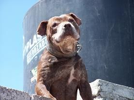 Photo of the dog