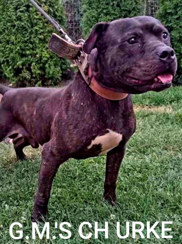Photo of the dog