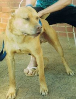 Photo of the dog