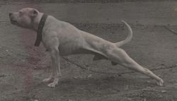 Photo of the dog