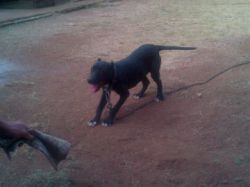 Photo of the dog