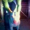 Photo of the dog