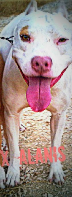 Photo of the dog