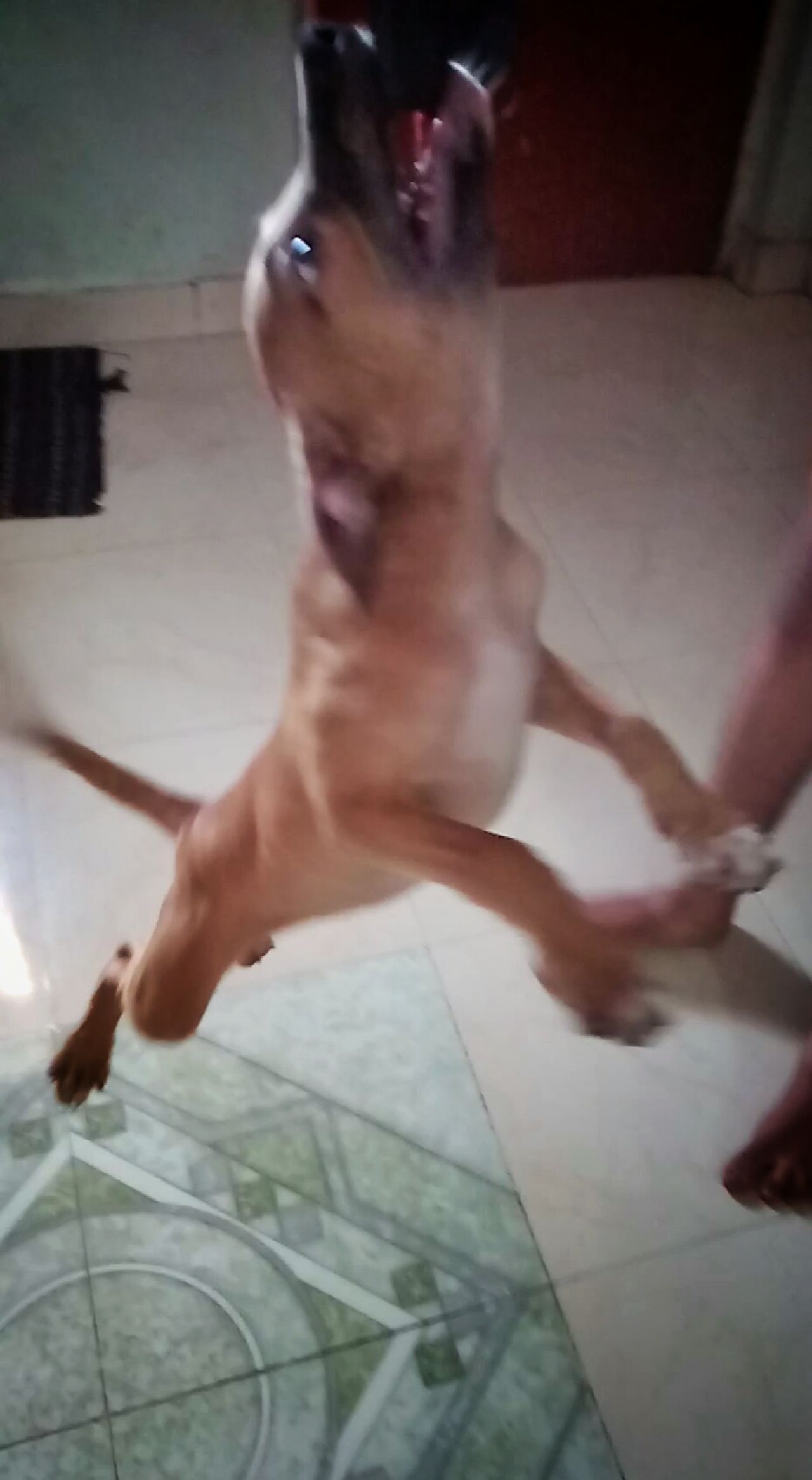 Photo of the dog