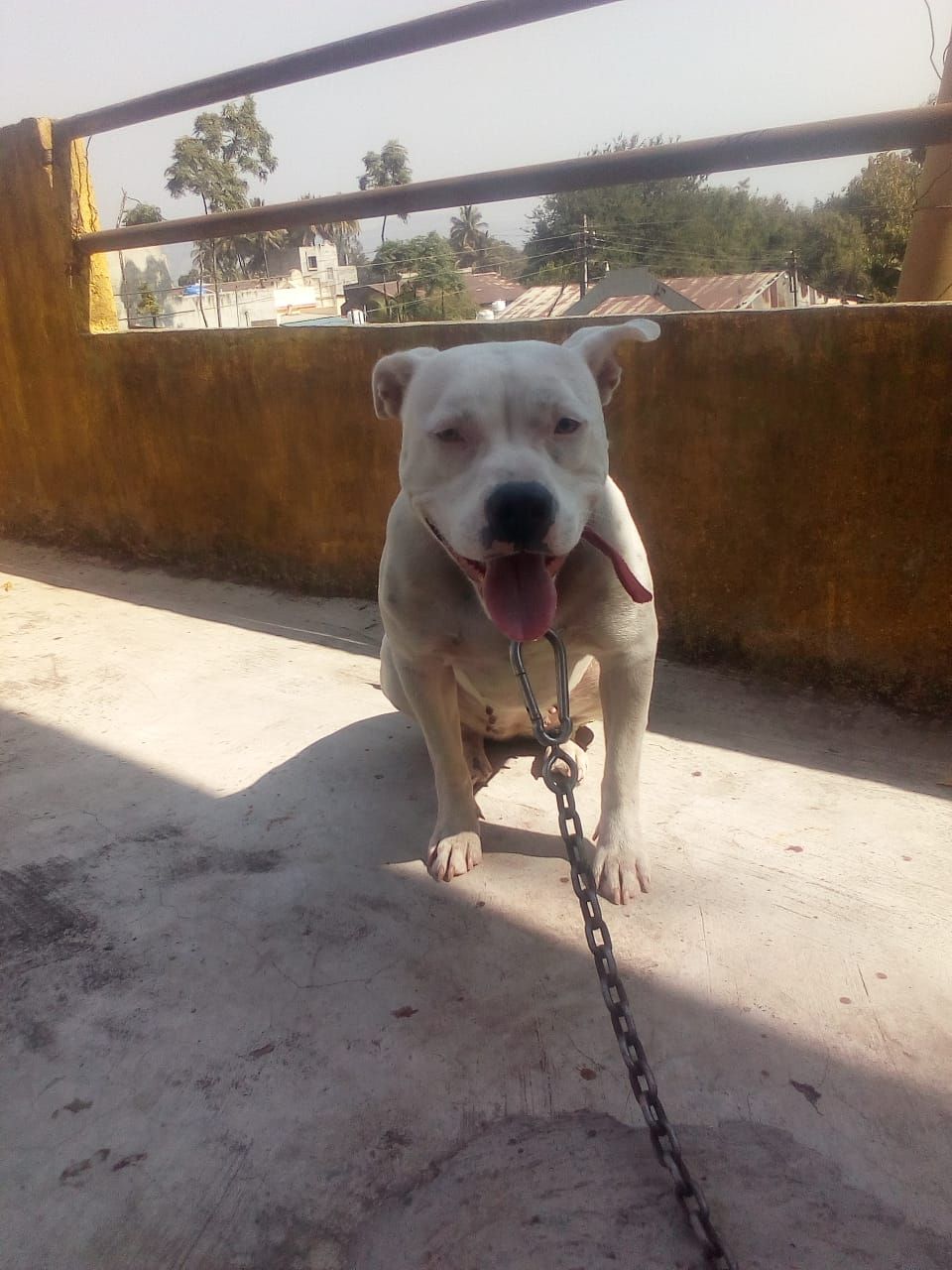 Photo of the dog