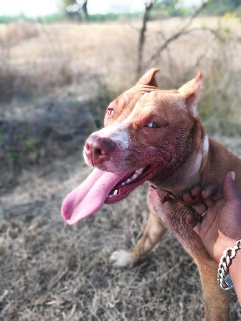 Photo of the dog
