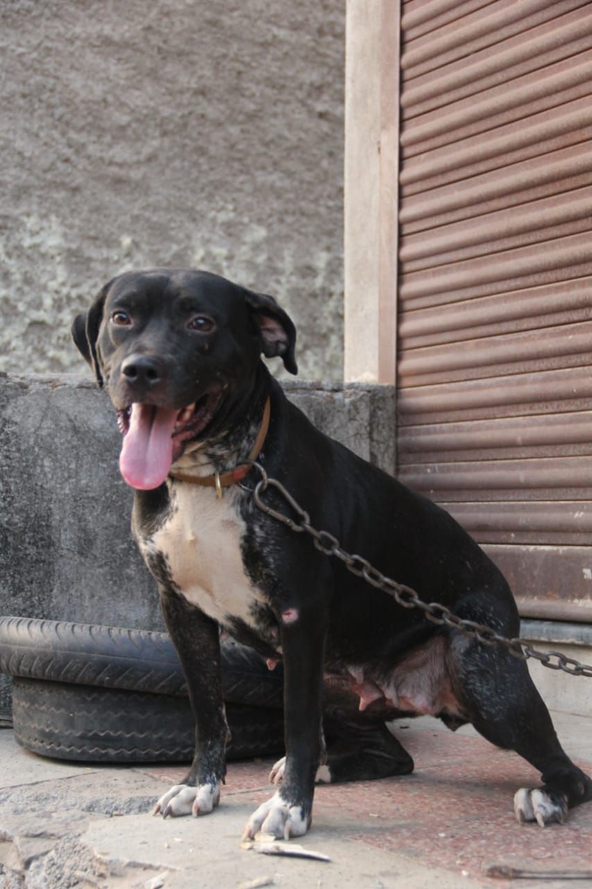 Photo of the dog