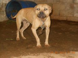 Photo of the dog
