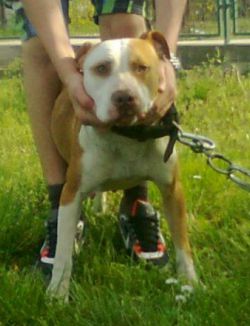Photo of the dog