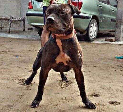 Photo of the dog