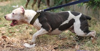 Photo of the dog