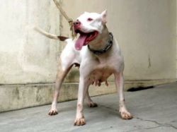 Photo of the dog