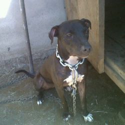 Photo of the dog