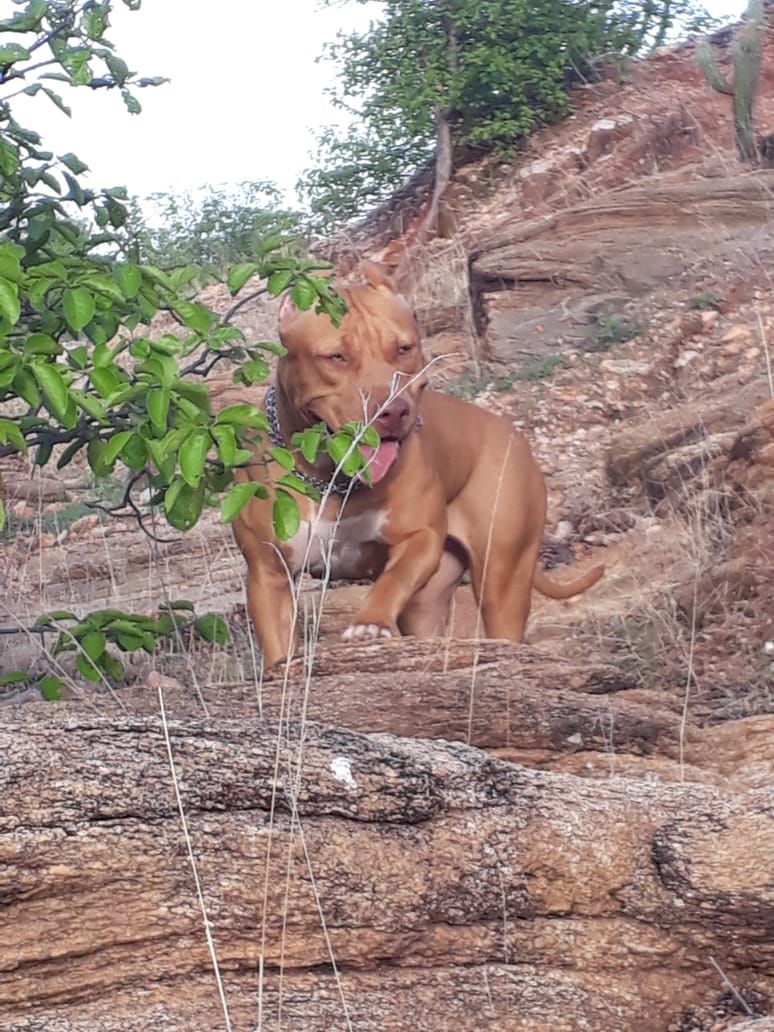 Photo of the dog
