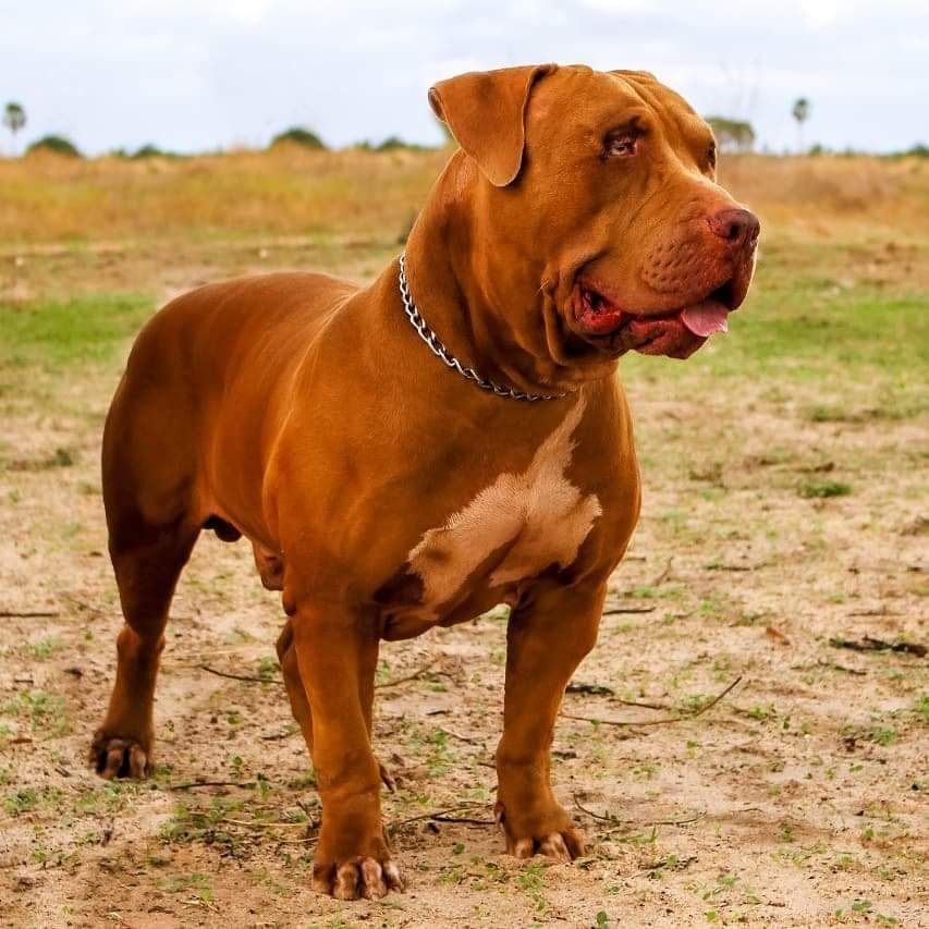 Photo of the dog