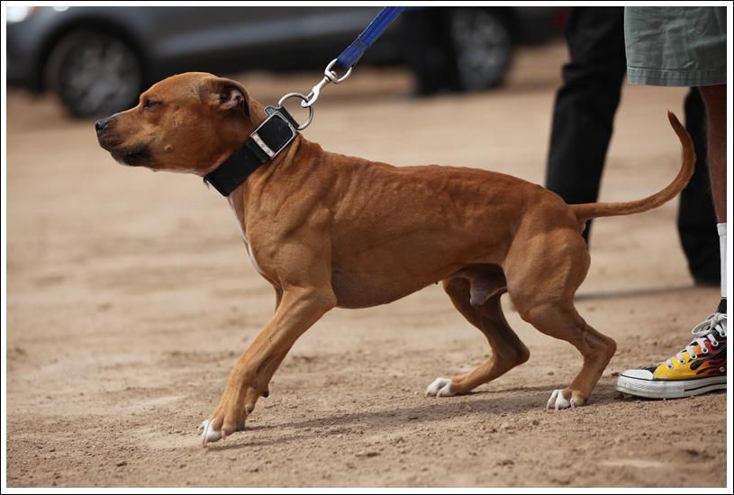 Photo of the dog