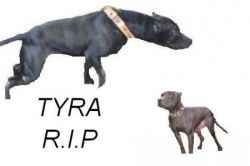 Photo of the dog
