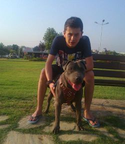Photo of the dog