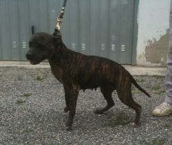 Photo of the dog