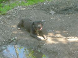 Photo of the dog
