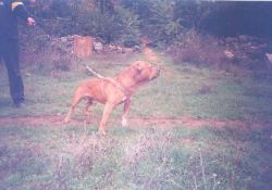 Photo of the dog