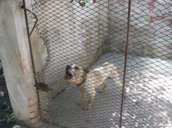 Photo of the dog