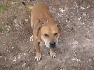 Photo of the dog