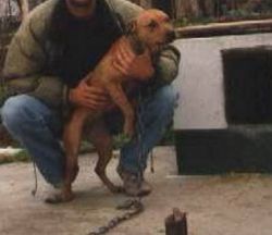 Photo of the dog