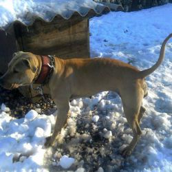 Photo of the dog
