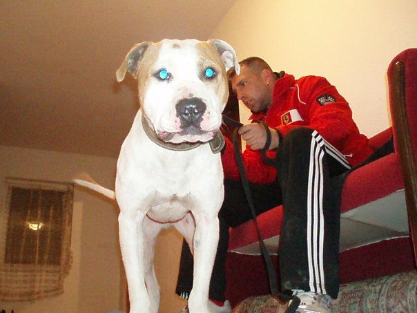Photo of the dog