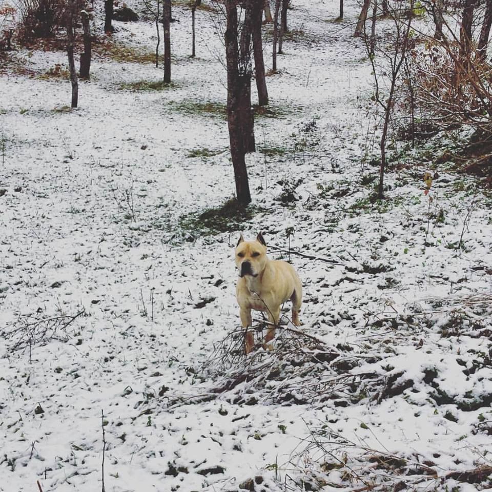 Photo of the dog