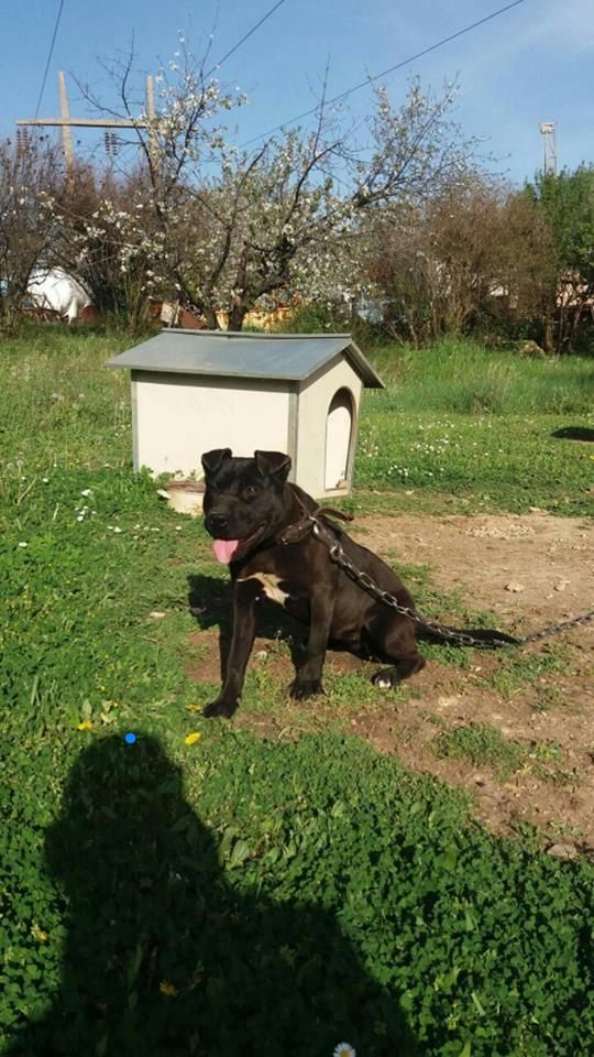 Photo of the dog