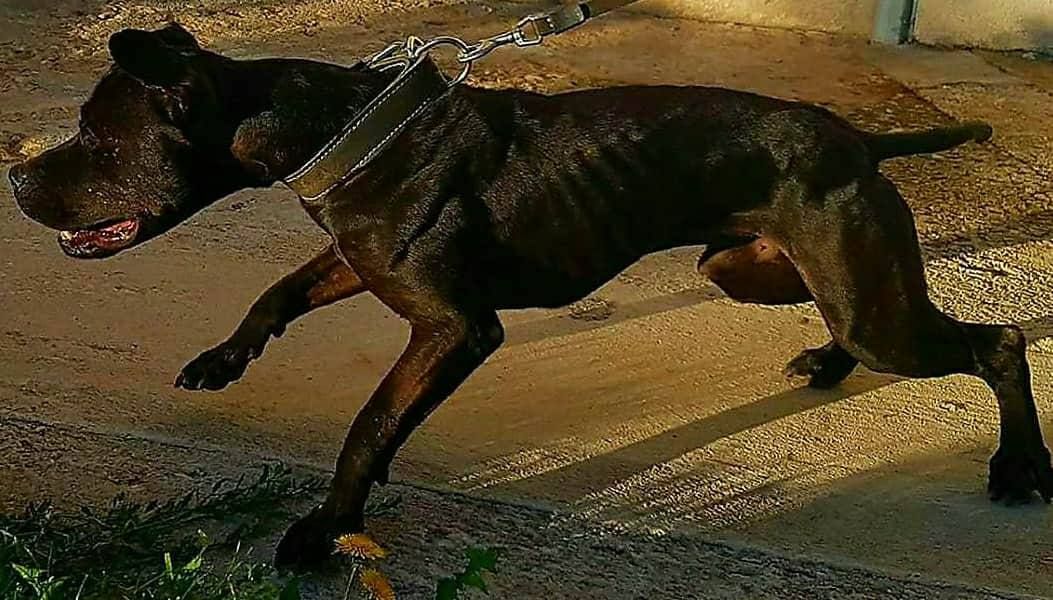 Photo of the dog