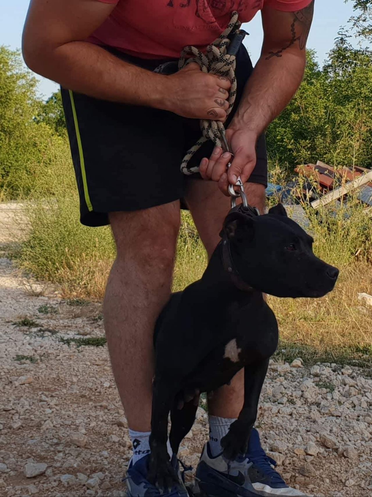 Photo of the dog