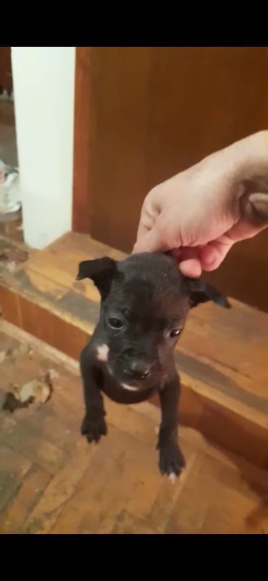 Photo of the dog
